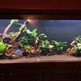 180 gallons planted tank (mostly live plants and fish) - 180 Gallon Discus tank