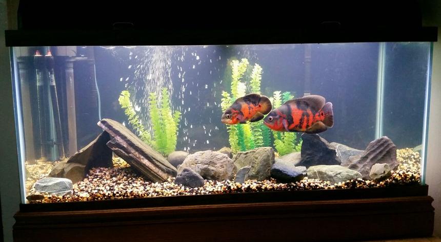 Rated #36: 75 Gallons Freshwater Fish Tank - Tiger Oscars
Various natural rocks I found
75g