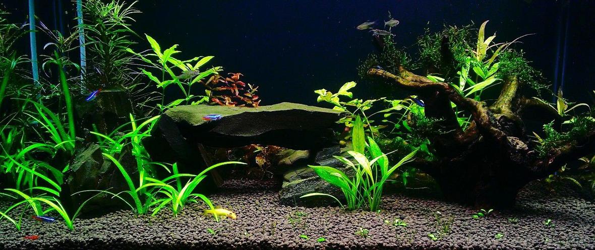 100 gallons planted tank (mostly live plants and fish) - plant tank with rock and wood