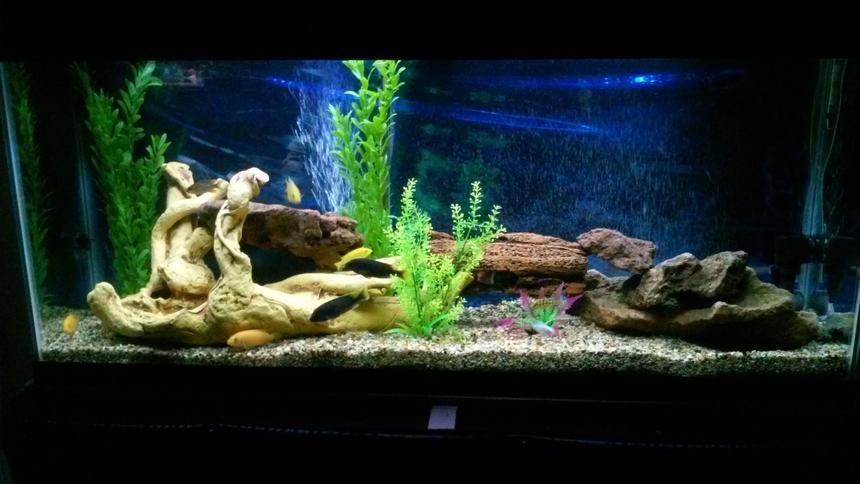 Rated #29: 55 Gallons Freshwater Fish Tank - Back in action...
