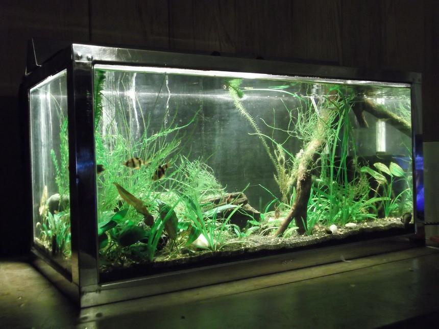 Rated #26: 15 Gallons Planted Tank - Pemco 15 Gallon Stainless steel frame tank with 9w CFL lighting in stainless hood, Black sand, Foam filter, and Ohia wood branch. Contains 5 tiger Barbs, one green tiger barb, two Normani Lampeyes, Pipiwai (Native Hawaiian freshwater opihi[limpets]) and a few random shrimp.