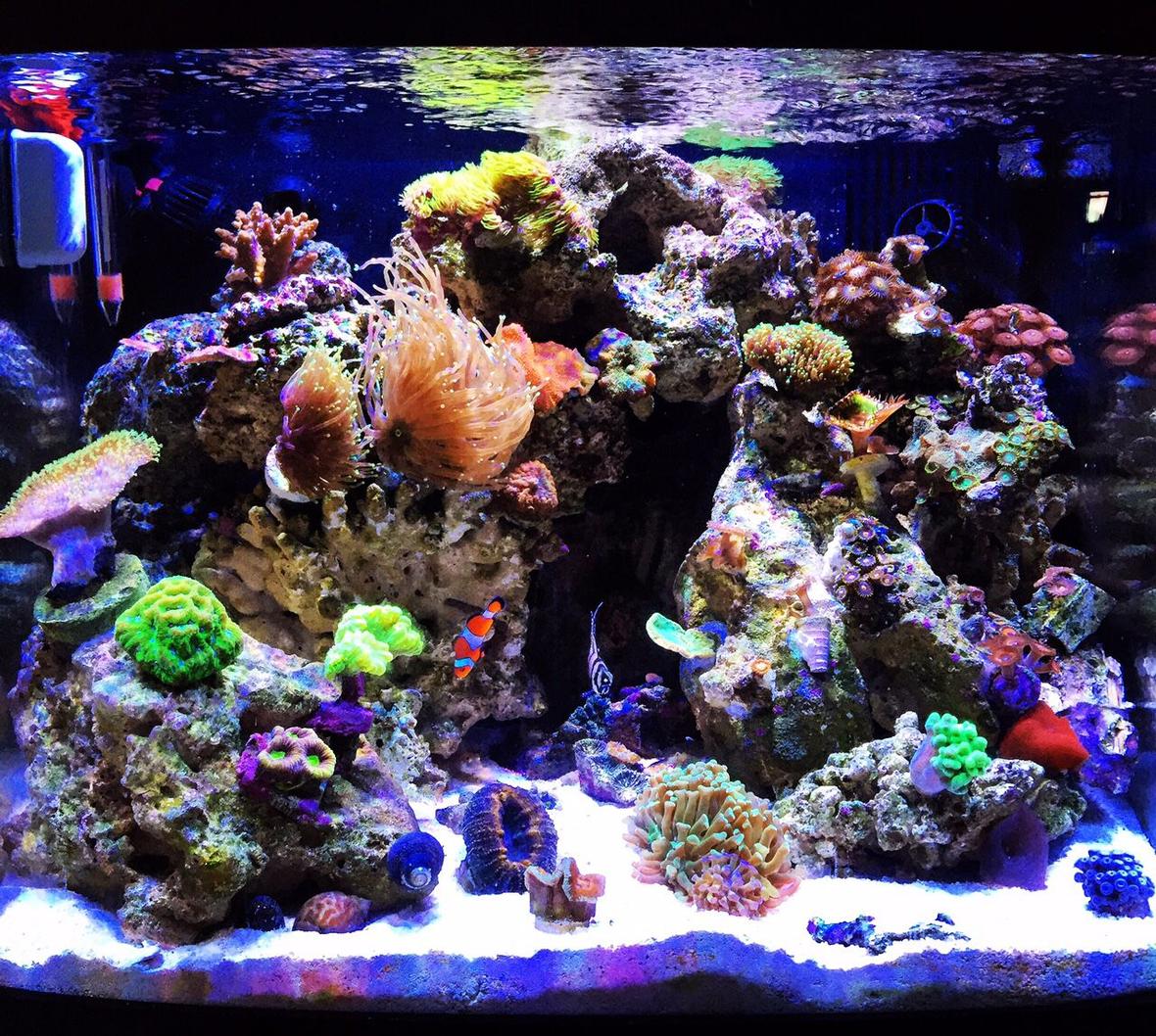 40 gallons reef tank (mostly live coral and fish) - My 29 Gallon Biocube with Ecotech Radion lighting