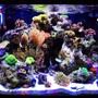 40 gallons reef tank (mostly live coral and fish) - My 29 Gallon Biocube with Ecotech Radion lighting