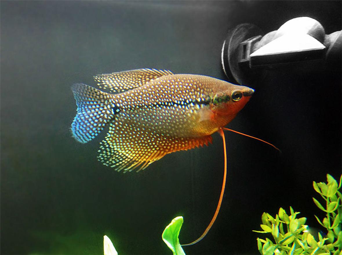 freshwater fish stocking in 40 gallons tank - Hooks (Pearl Gourami)