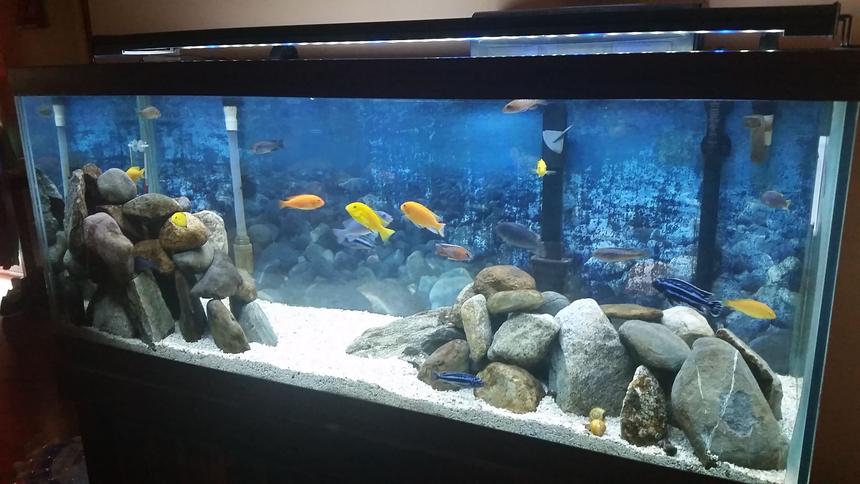 Rated #16: 75 Gallons Freshwater Fish Tank - 75 Gallon Mixed Malawi Cichlid tank
