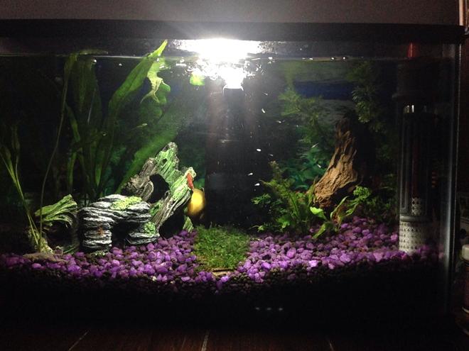 6 gallons planted tank (mostly live plants and fish) - First fresh water planted tank.
