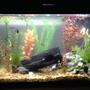 fish tank picture - Updated 29 gal community tank