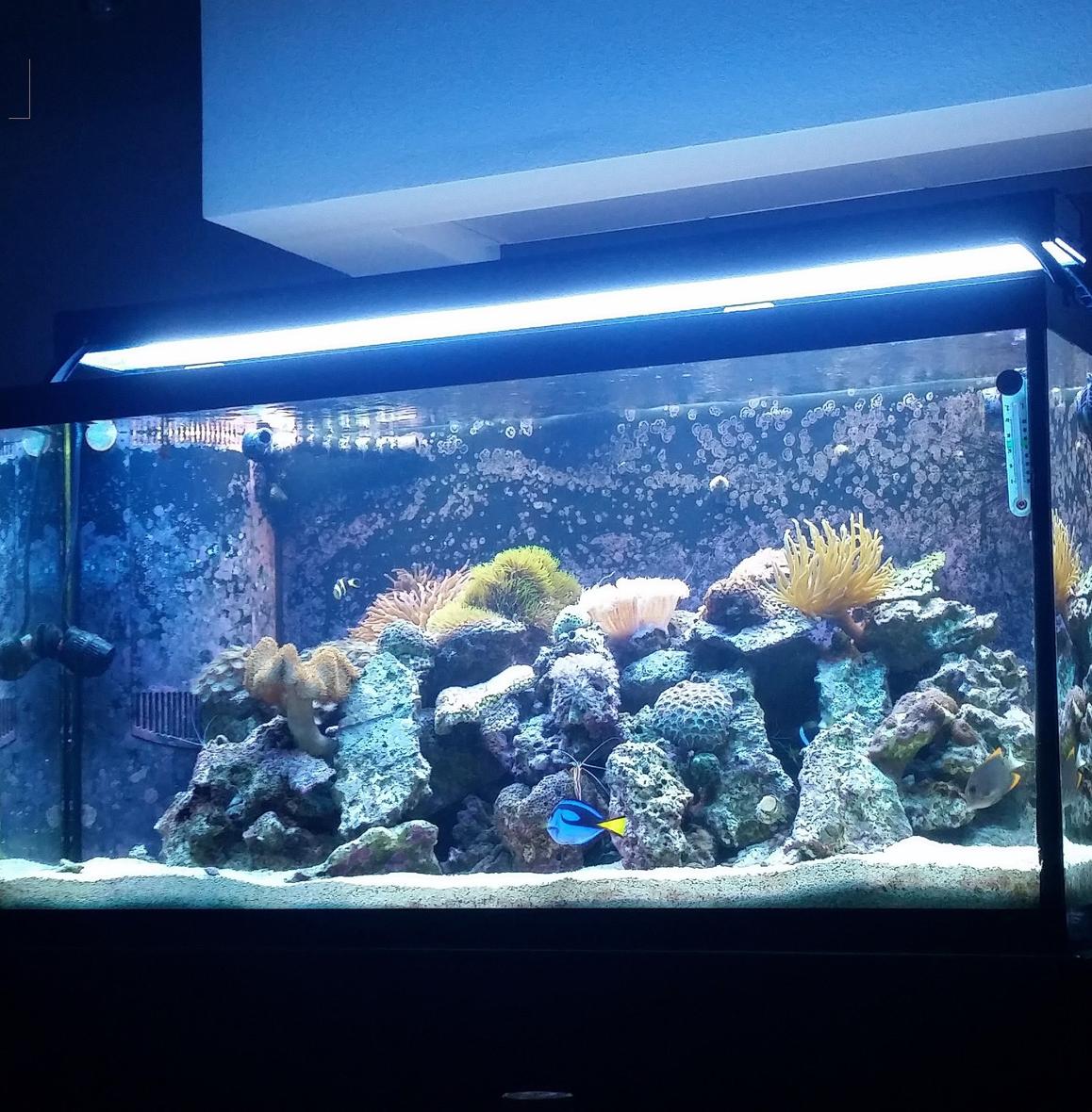 90 gallons reef tank (mostly live coral and fish) - My tank is a 90 Gallon Reef Tank. A 2 bulb T 5 and a 48 inch LED Edge. 20/25 gallon sump with refug ium and Eshopps skimmer. There are three power heads in the tank. 2 450 gph hydors and one wave maker 1350gph There are six fish in the tank: 2 Clowns Leopard Wrasse Blue Hippo Tang Tomani Tang Watchman Goby Several shrimp including a fire, few cleaners and a few peppermint along with a black long spine urchin and snails. 2 Anenomes (Rose Bulb and Condi) Over 10 corals.