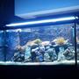90 gallons reef tank (mostly live coral and fish) - My tank is a 90 Gallon Reef Tank. A 2 bulb T 5 and a 48 inch LED Edge. 20/25 gallon sump with refug ium and Eshopps skimmer. There are three power heads in the tank. 2 450 gph hydors and one wave maker 1350gph There are six fish in the tank: 2 Clowns Leopard Wrasse Blue Hippo Tang Tomani Tang Watchman Goby Several shrimp including a fire, few cleaners and a few peppermint along with a black long spine urchin and snails. 2 Anenomes (Rose Bulb and Condi) Over 10 corals.