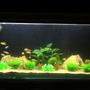 120 gallons freshwater fish tank (mostly fish and non-living decorations) - 60 inch long, 18 inch wide, 24 inch hight, sump filtration and submersible filtration, sea sand, rocks