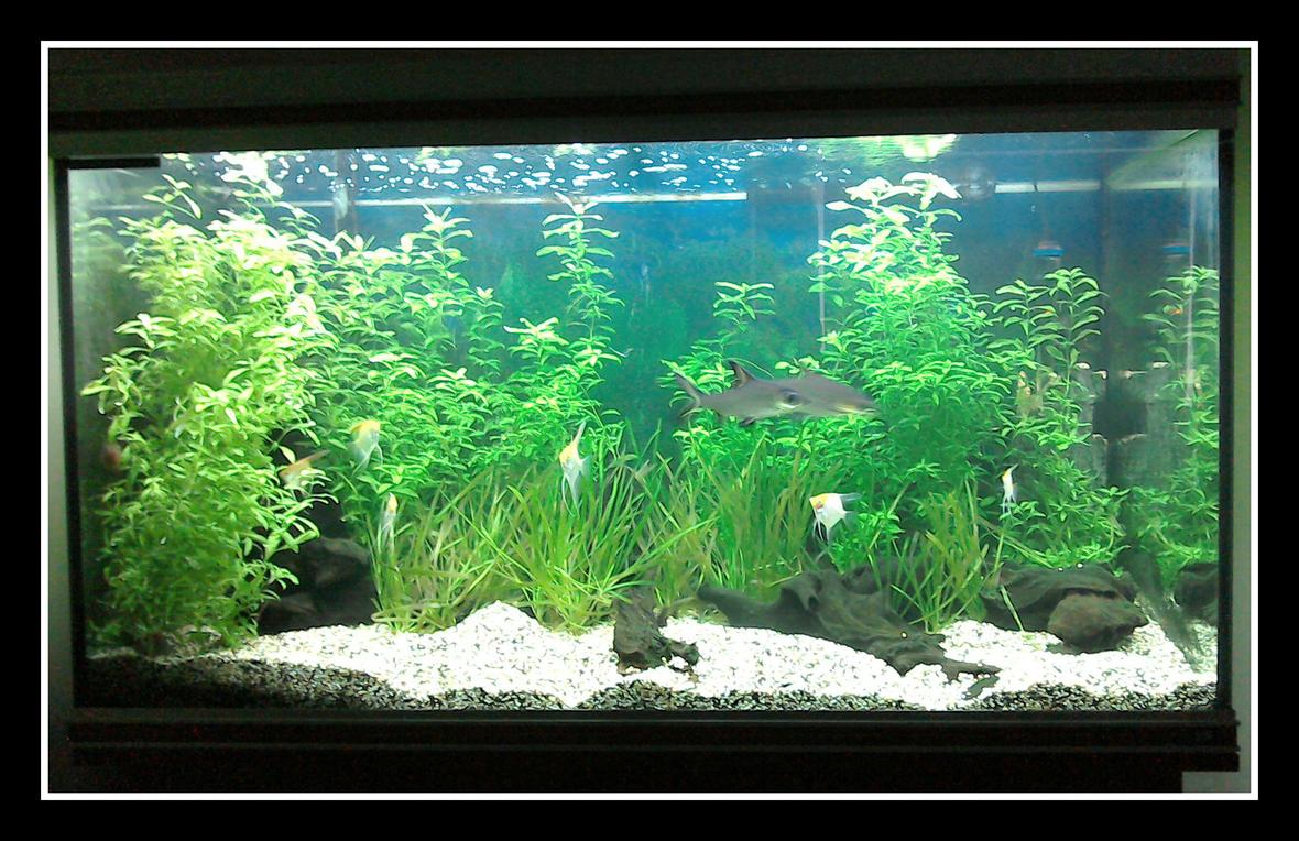 87 gallons planted tank (mostly live plants and fish) - Tropical planted freshwater
