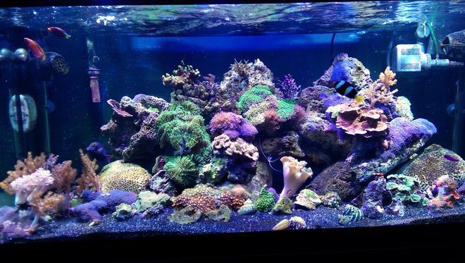 75 gallons reef tank (mostly live coral and fish) - I recently moved all of my corals and livestock from a 28 gallon bowfront to this 75.  Everything is doing great so far.