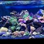 75 gallons reef tank (mostly live coral and fish) - I recently moved all of my corals and livestock from a 28 gallon bowfront to this 75. Everything is doing great so far.