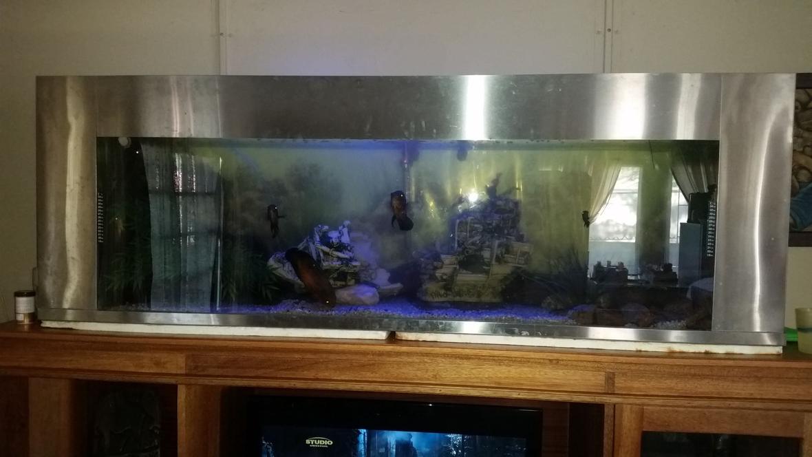 132 gallons freshwater fish tank (mostly fish and non-living decorations) - Fresh water tank with stainless steel trim