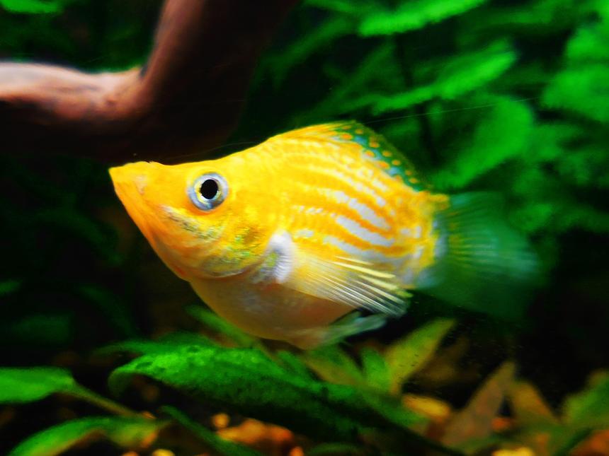 Rated #12: Freshwater Fish Stocking In 55 Gallons Tank - Beautiful Balloon