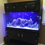 60 gallons saltwater fish tank (mostly fish, little/no live coral) - 60 gallon saltwater reef fish tank