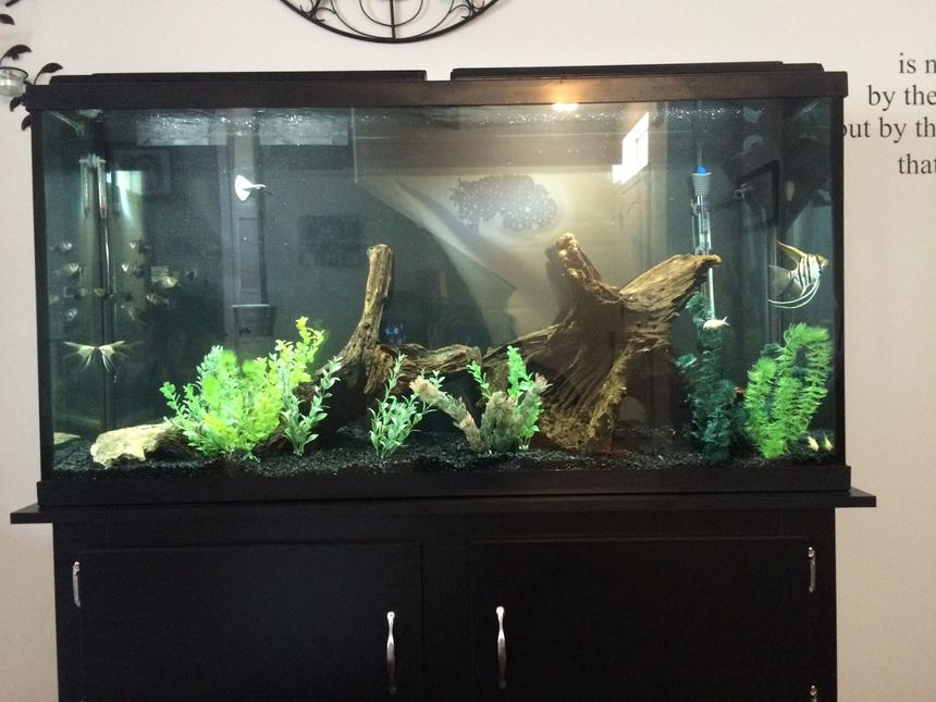 Rated #22: 60 Gallons Freshwater Fish Tank - 60 gallon amazonian tank.