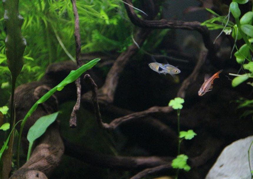 Rated #21: Freshwater Fish Stocking In 15 Gallons Tank - fish