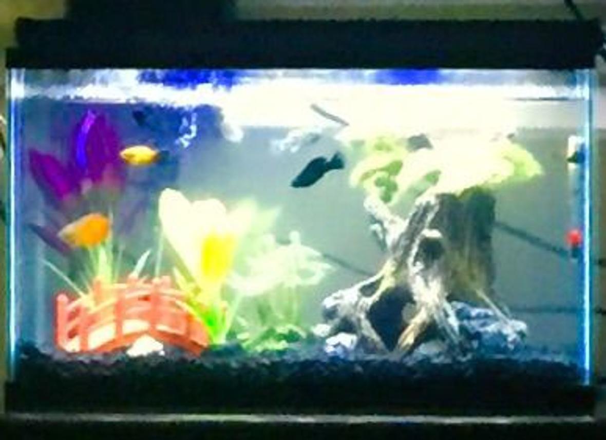 10 gallons freshwater fish tank (mostly fish and non-living decorations) - my fish tank