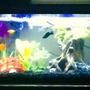10 gallons freshwater fish tank (mostly fish and non-living decorations) - my fish tank