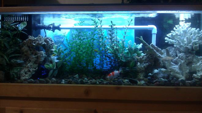55 gallons freshwater fish tank (mostly fish and non-living decorations) - 55 gallon fish tank with electric yellow, cory, koi and barbs
