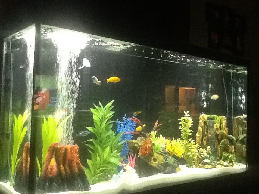 Rated #42: 60 Gallons Freshwater Fish Tank - Marineland 60 gallon with Marineland 350 filter