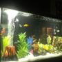 60 gallons freshwater fish tank (mostly fish and non-living decorations) - Marineland 60 gallon with Marineland 350 filter