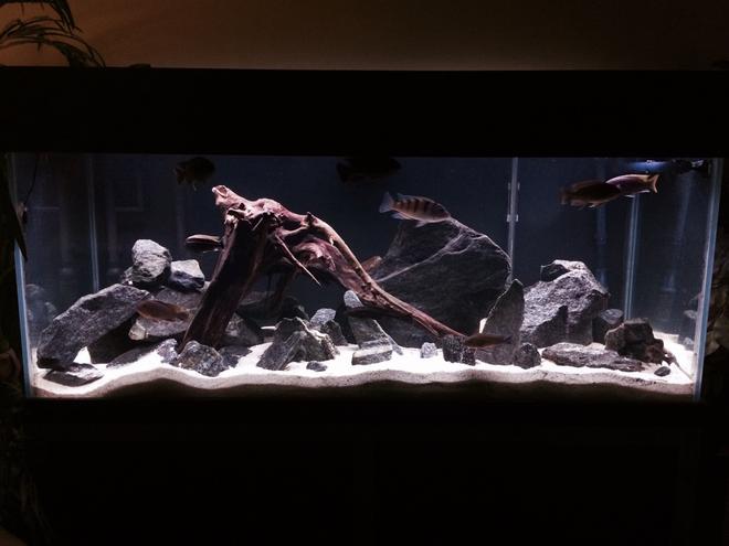75 gallons freshwater fish tank (mostly fish and non-living decorations) - New setup