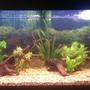 40 gallons planted tank (mostly live plants and fish) - Slowly getting there