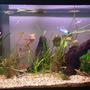 fish tank picture - Tank few months on
