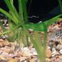 fish tank picture - Sterbai corydoras
