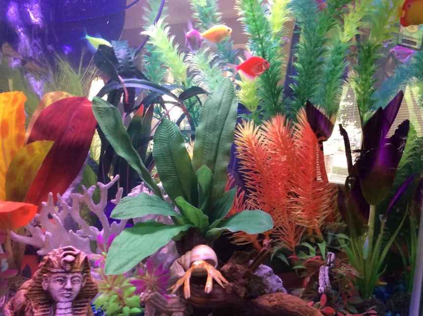 Rated #2255: 20 Gallons Freshwater Fish Tank - My discription of my aquarium would be: My New Aquarium. With things I am interested in.
The Sphix, Greek Ruins, Treasure Hunting, Scuba Diving, Different Plants, Mermaids, and Lots Of Color!