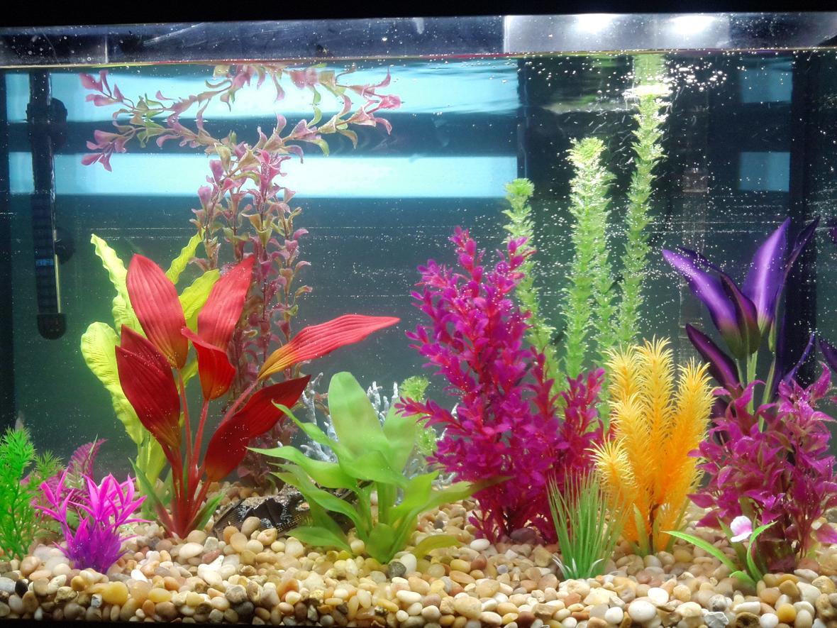 fish tank picture - My tank is brand new and I got my inspiration from a tank Ruth created (hers is in the Top 10 freshwater tanks for July). I will add some fish and possibly some driftwood. Many thanks to Ruth!