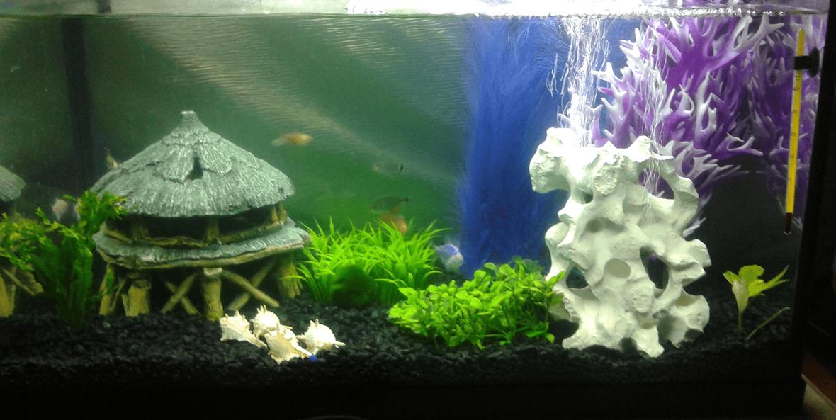15 gallons freshwater fish tank (mostly fish and non-living decorations) - 15 Gallon, communal tank