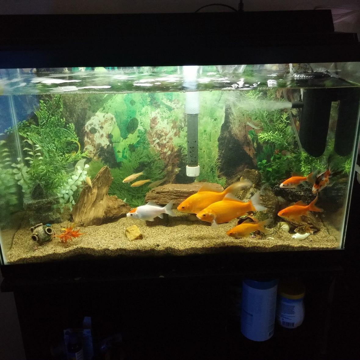 40 gallons freshwater fish tank (mostly fish and non-living decorations) - My goldfish Tank Its a 40 gallon tank I have a few red belly minnows a plecko a gold mystery snail and a bunch of assorted goldfish as well as some fry. I have 90 gallons of pumps on this tank and i change my water quite often Due to having a crowded tank. Not to worry they are going in to a 75 gallon in the fall. Most of these fish are rescues from What i call death tanks. They were so dirty you couldn't dream of even seeing the fish