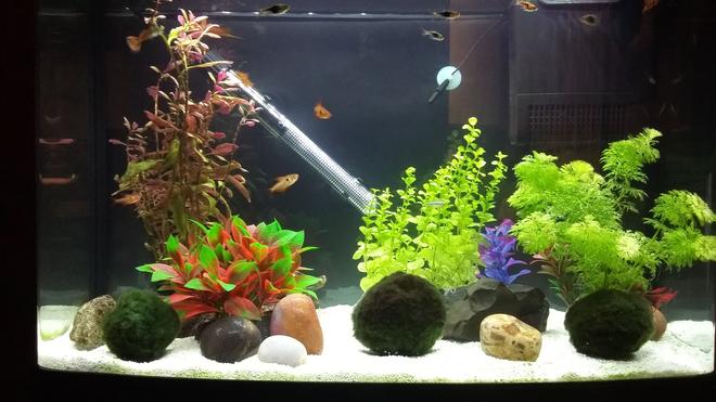 16 gallons freshwater fish tank (mostly fish and non-living decorations) - One plastic plant and weighted and potted plants and moss balls. A relatively peaceful community tank with one feisty guppy and a dive bombing red phantom.