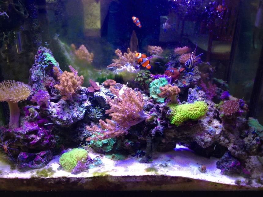Rated #11: 37 Gallons Reef Tank - Mixed 37 gal