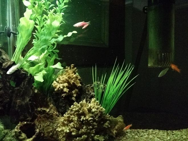 30 gallons freshwater fish tank (mostly fish and non-living decorations) - Freshwater tank with plastic plants 1 driftwood and some decorative items Molliees zebra danios
