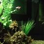 30 gallons freshwater fish tank (mostly fish and non-living decorations) - Freshwater tank with plastic plants 1 driftwood and some decorative items Molliees zebra danios