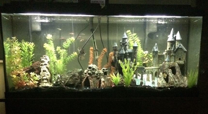 Rated #64: 55 Gallons Freshwater Fish Tank - This is my 55 gallon freshwater fish tank. Mainly tropical fish if anybody's into that. This is my first tank but I've had it for a few years so hope you enjoy. (:
