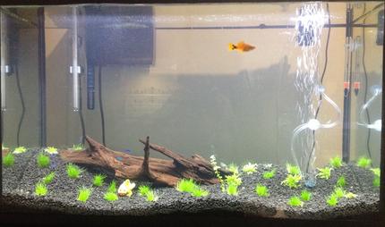 30 gallons planted tank (mostly live plants and fish) - 30g freshly planted.