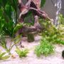 fish tank picture - 3 months old, empty place in the back is for madagascar lace... On the call list