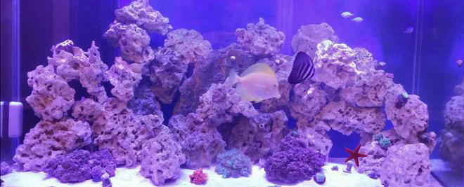 110 gallons reef tank (mostly live coral and fish) - Mixed 110g reef