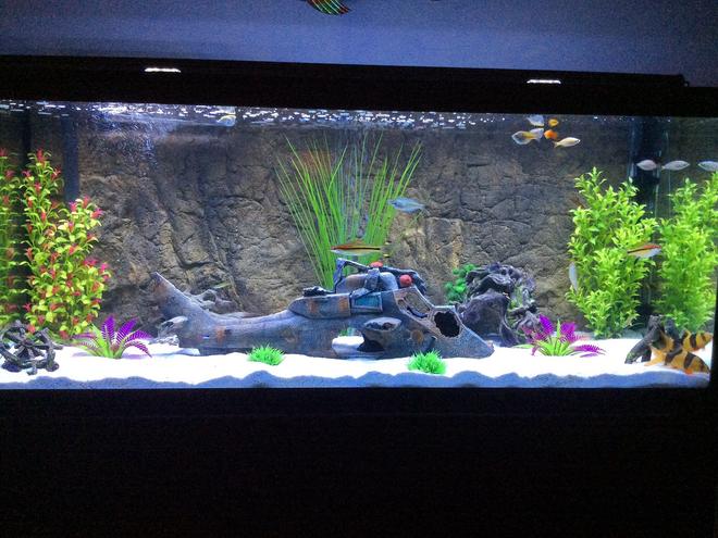 75 gallons freshwater fish tank (mostly fish and non-living decorations) - 75 gallon Marineland aquarium