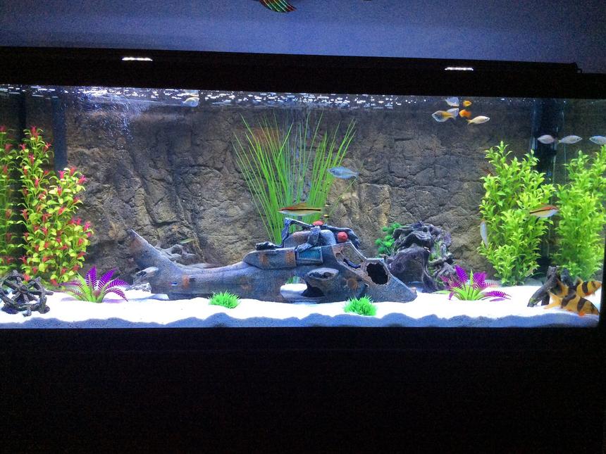 Rated #34: 75 Gallons Freshwater Fish Tank - 75 gallon Marineland aquarium