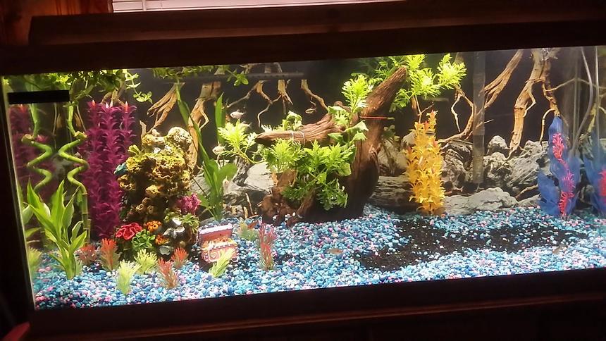 Rated #66: 75 Gallons Freshwater Fish Tank - Work in progress, building custom princess castle with the family.