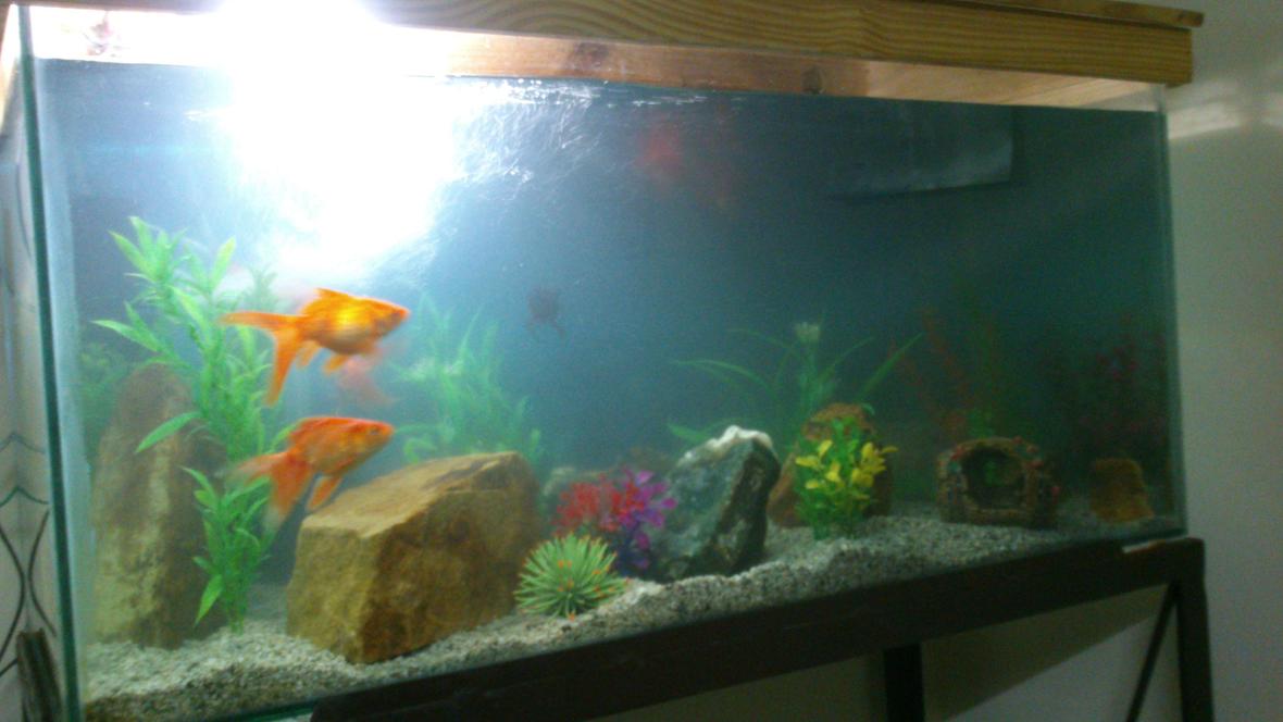 50 gallons freshwater fish tank (mostly fish and non-living decorations) - Vastu tank