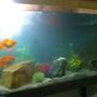 50 gallons freshwater fish tank (mostly fish and non-living decorations) - Vastu tank
