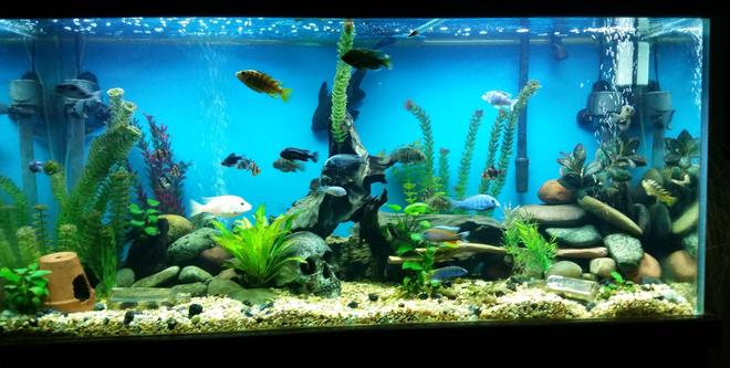 90 gallons freshwater fish tank (mostly fish and non-living decorations)