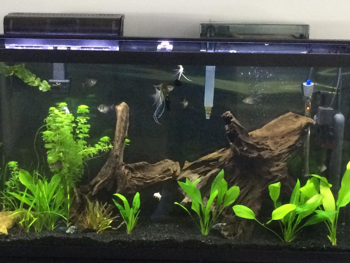 60 gallons planted tank (mostly live plants and fish) - Planted tank with white and blue light from a satellite freshwater light.